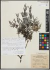 Foto von Salix repens subsp. rosmarinifolia (L.) Andersson